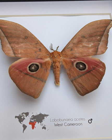 Framed Lobobunaea acetes, African Moth Taxidermy, Entomology Wall Art