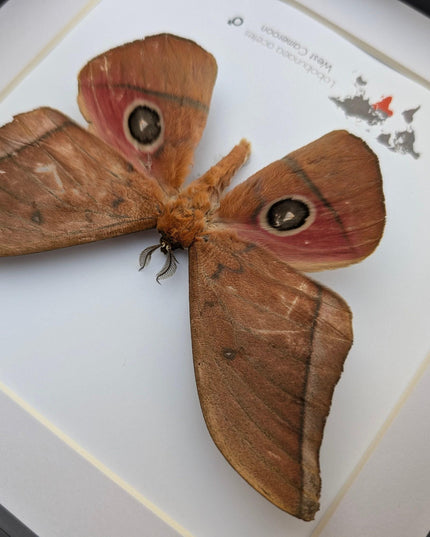 Framed Lobobunaea acetes, African Moth Taxidermy, Entomology Wall Art