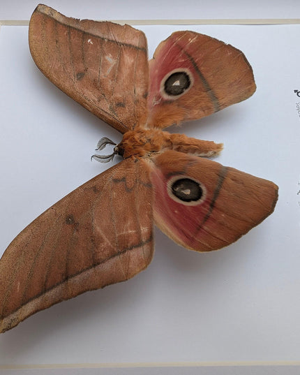 Framed Lobobunaea acetes, African Moth Taxidermy, Entomology Wall Art
