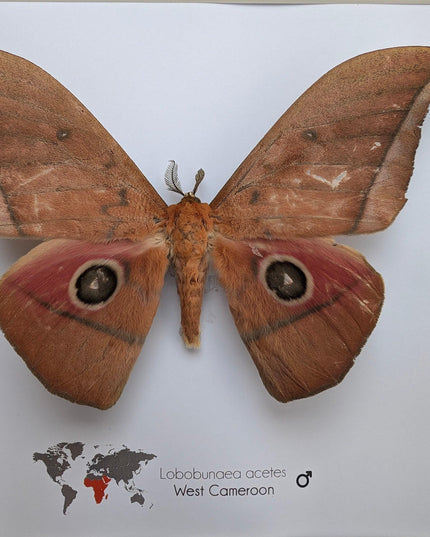 Framed Lobobunaea acetes, African Moth Taxidermy, Entomology Wall Art