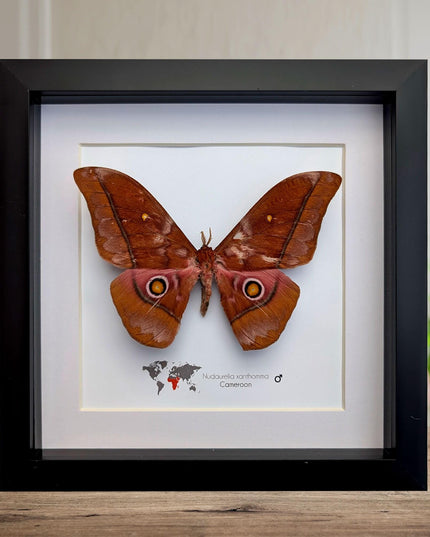 Framed african moth taxidermy: nudaurelia xanthomma entomology wall art