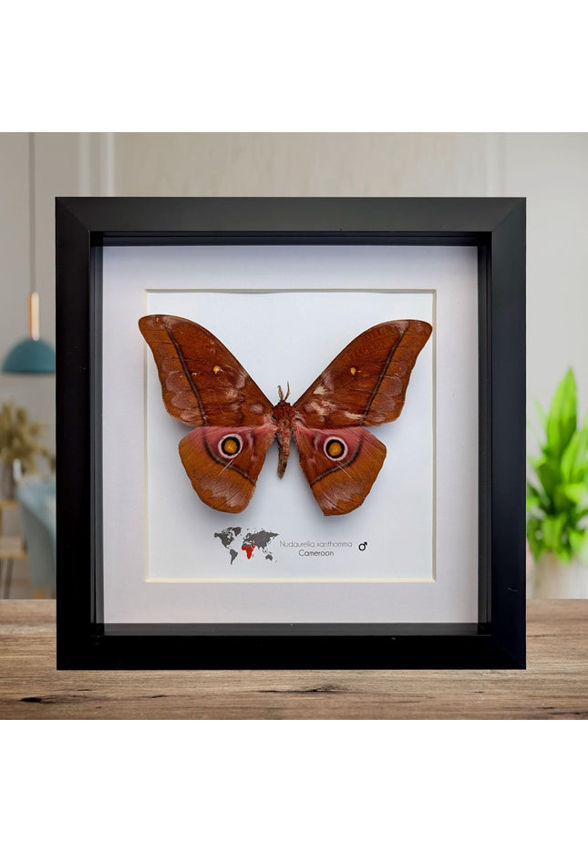 Framed african moth taxidermy: nudaurelia xanthomma entomology wall art