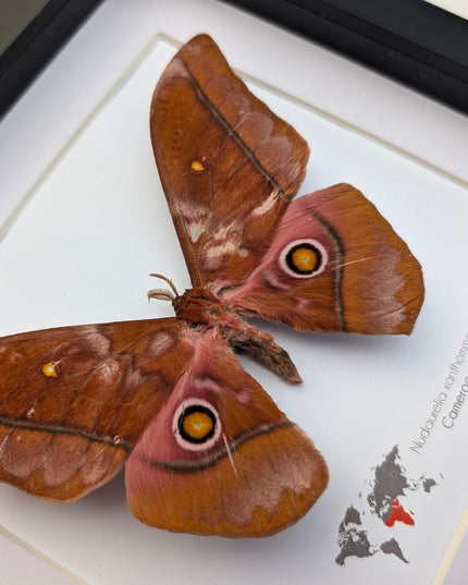 Framed african moth taxidermy: nudaurelia xanthomma entomology wall art