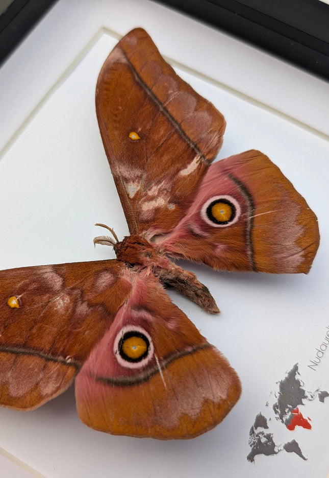Framed african moth taxidermy: nudaurelia xanthomma entomology wall art