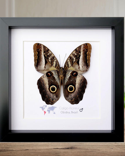 Framed Caligo illioneus Butterfly, Giant Owl, Taxidermy Wall Decor