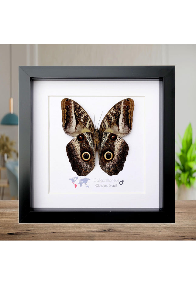 Framed Caligo illioneus Butterfly, Giant Owl, Taxidermy Wall Decor