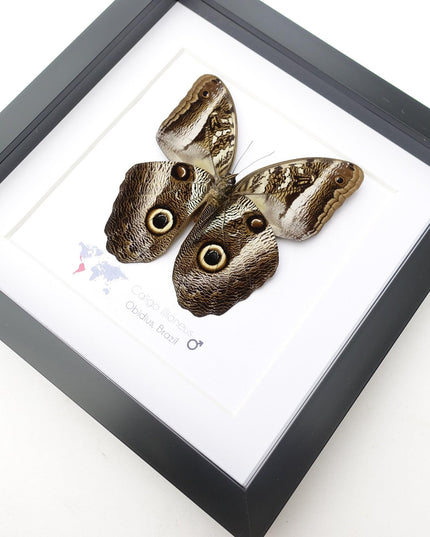 Framed Caligo illioneus Butterfly, Giant Owl, Taxidermy Wall Decor