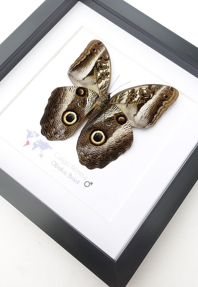Framed Caligo illioneus Butterfly, Giant Owl, Taxidermy Wall Decor