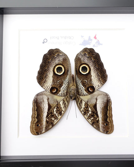 Framed Caligo illioneus Butterfly, Giant Owl, Taxidermy Wall Decor