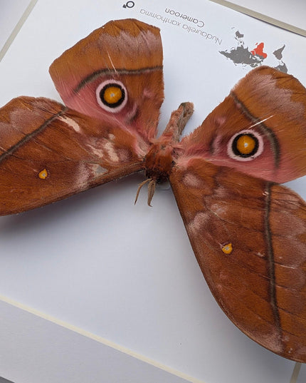 Framed african moth taxidermy: nudaurelia xanthomma entomology wall art