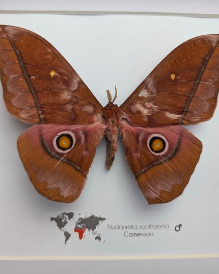 Framed african moth taxidermy: nudaurelia xanthomma entomology wall art