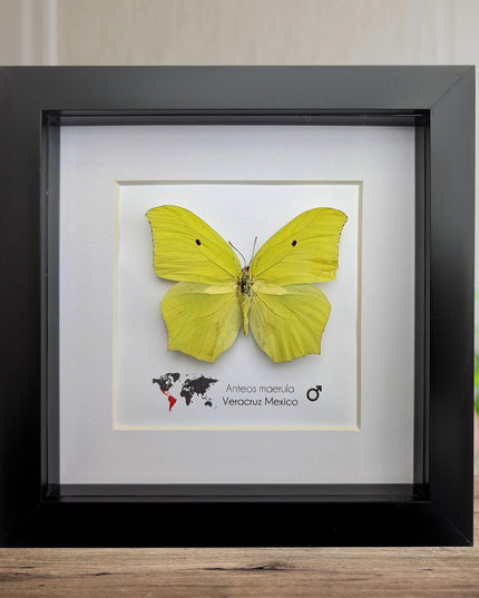 Framed Angled Sulphur Butterfly, Taxidermy Entomology Wall Art