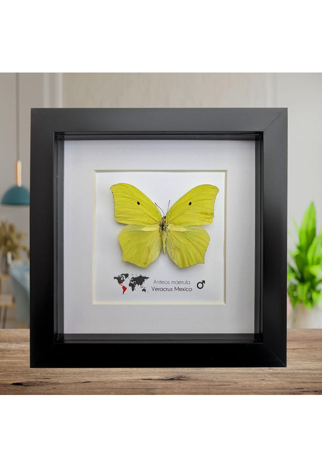 Framed Angled Sulphur Butterfly, Taxidermy Entomology Wall Art