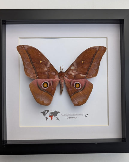 Framed african moth taxidermy: nudaurelia xanthomma entomology wall art