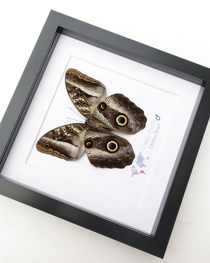 Framed Caligo illioneus Butterfly, Giant Owl, Taxidermy Wall Decor