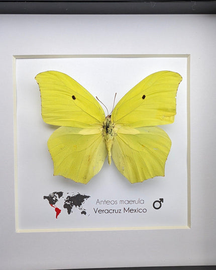 Framed Angled Sulphur Butterfly, Taxidermy Entomology Wall Art