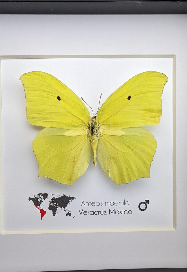 Framed Angled Sulphur Butterfly, Taxidermy Entomology Wall Art