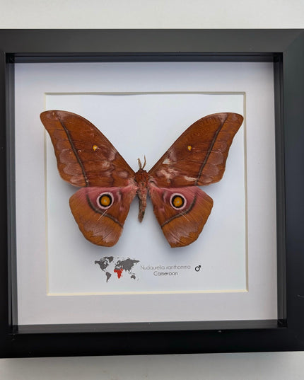 Framed african moth taxidermy: nudaurelia xanthomma entomology wall art