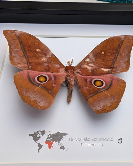 Framed african moth taxidermy: nudaurelia xanthomma entomology wall art