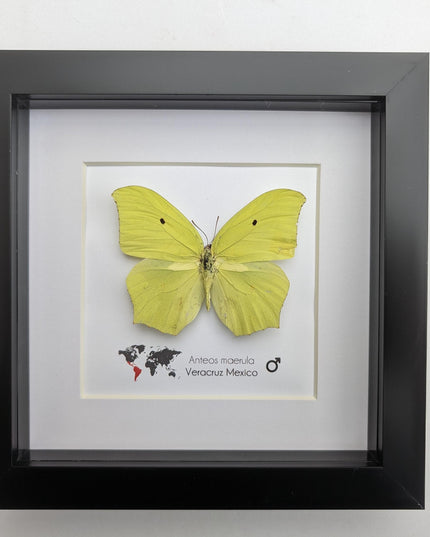 Framed Angled Sulphur Butterfly, Taxidermy Entomology Wall Art