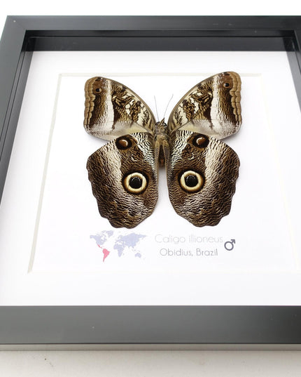 Framed Caligo illioneus Butterfly, Giant Owl, Taxidermy Wall Decor