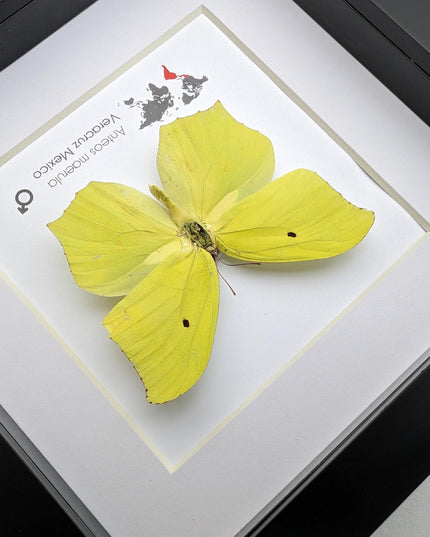 Framed Angled Sulphur Butterfly, Taxidermy Entomology Wall Art