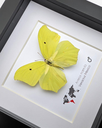 Framed Angled Sulphur Butterfly, Taxidermy Entomology Wall Art