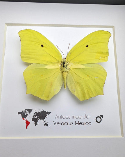 Framed Angled Sulphur Butterfly, Taxidermy Entomology Wall Art
