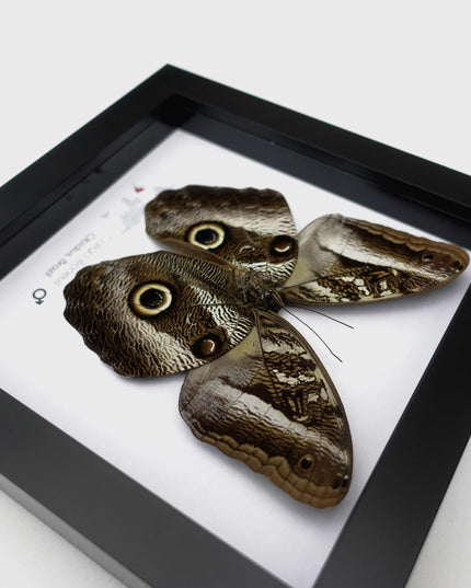 Framed Caligo illioneus Butterfly, Giant Owl, Taxidermy Wall Decor