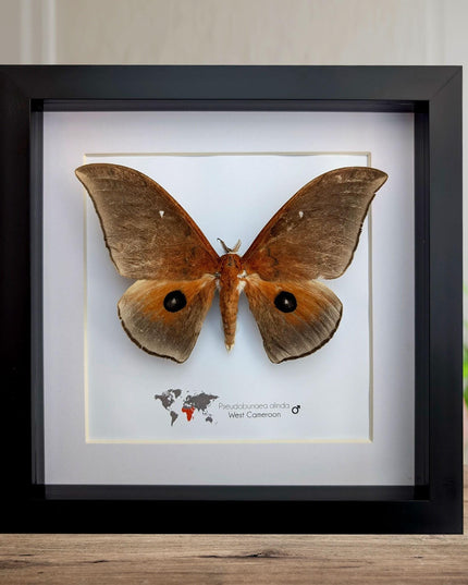Framed african moth taxidermy: ethically sourced entomology wall art