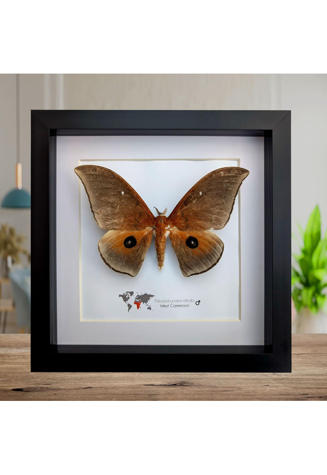 Framed african moth taxidermy: ethically sourced entomology wall art