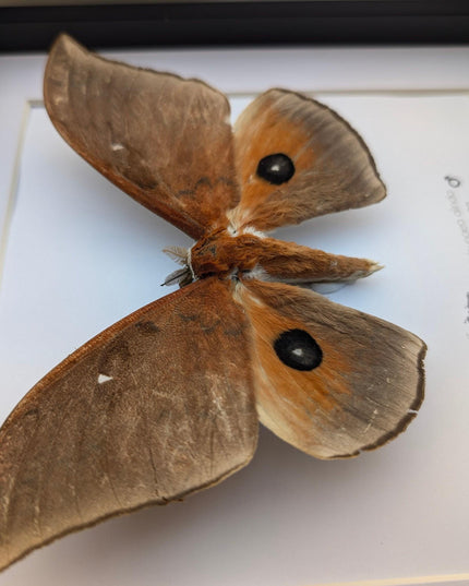 Framed african moth taxidermy: ethically sourced entomology wall art