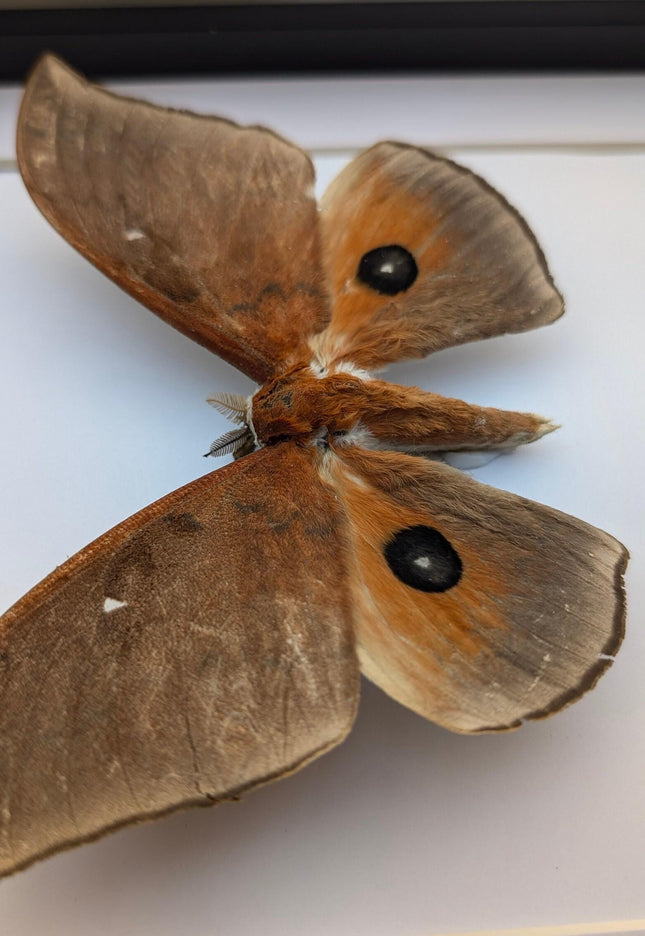 Framed african moth taxidermy: ethically sourced entomology wall art