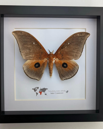 Framed african moth taxidermy: ethically sourced entomology wall art