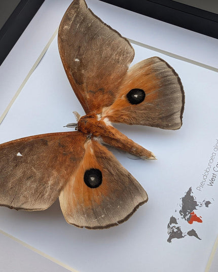 Framed african moth taxidermy: ethically sourced entomology wall art