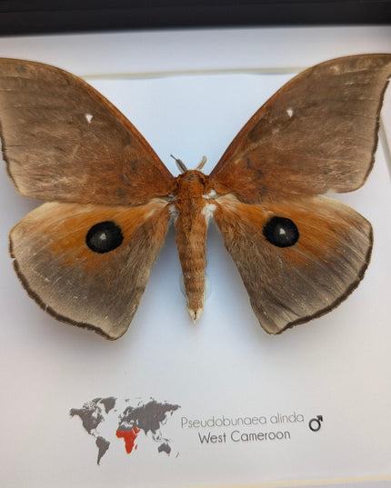 Framed african moth taxidermy: ethically sourced entomology wall art