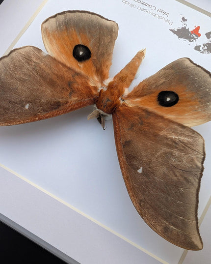 Framed african moth taxidermy: ethically sourced entomology wall art