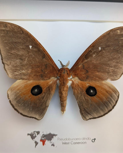 Framed african moth taxidermy: ethically sourced entomology wall art