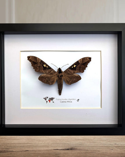 Framed African Moth, Lophostethus dumolinii, Ethically Sourced Entomology Taxidermy Gift