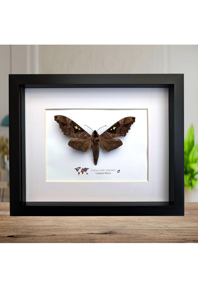 Framed African Moth, Lophostethus dumolinii, Ethically Sourced Entomology Taxidermy Gift
