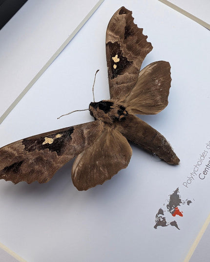 Framed African Moth, Lophostethus dumolinii, Ethically Sourced Entomology Taxidermy Gift