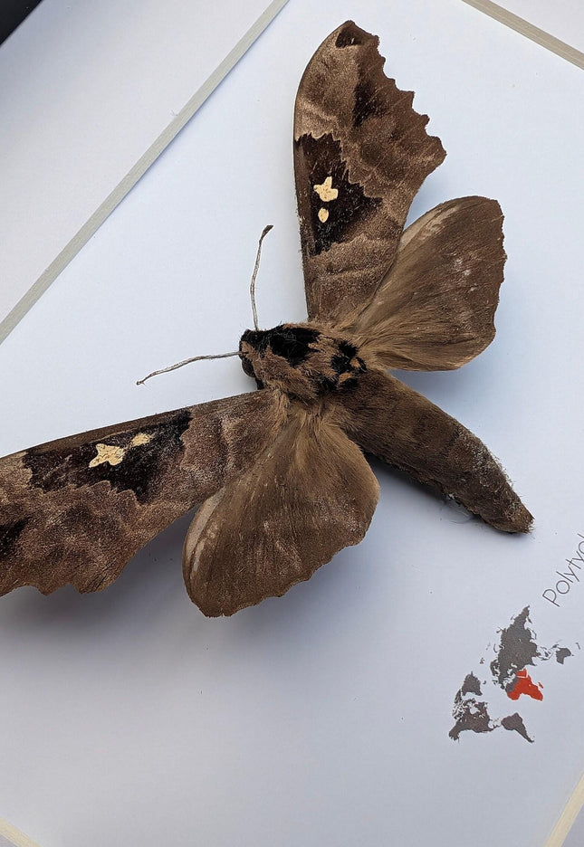 Framed African Moth, Lophostethus dumolinii, Ethically Sourced Entomology Taxidermy Gift