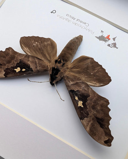 Framed African Moth, Lophostethus dumolinii, Ethically Sourced Entomology Taxidermy Gift
