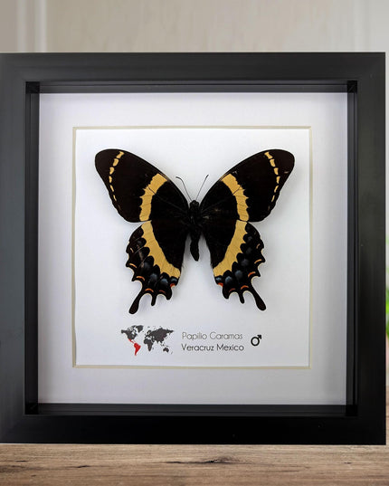 Framed magnificent swallowtail butterfly: veracruz mexico, 8x8