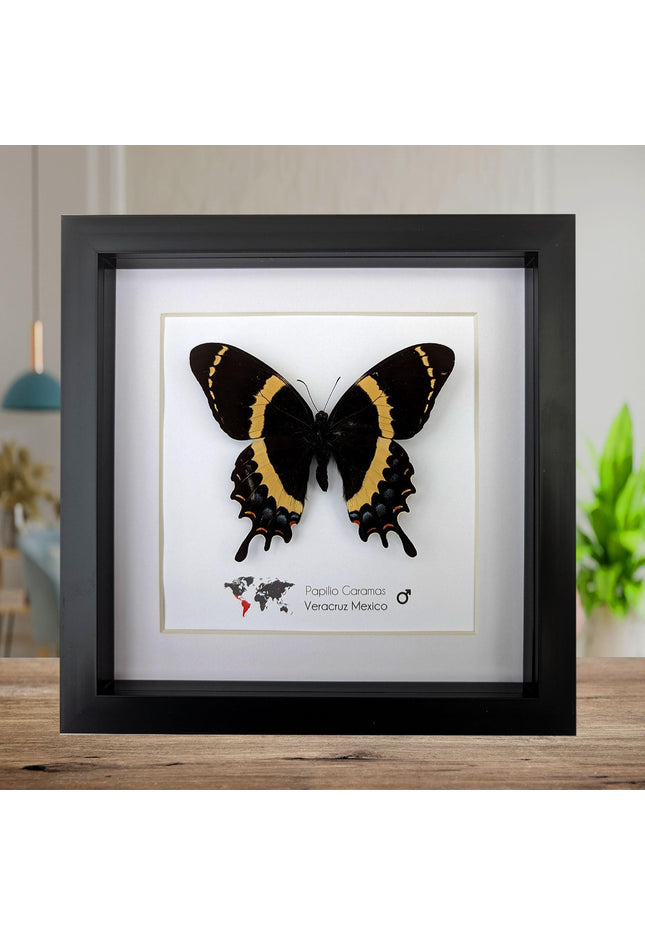 Framed magnificent swallowtail butterfly: veracruz mexico, 8x8