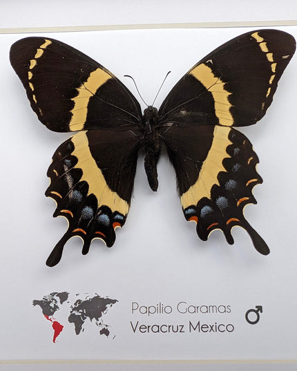 Framed magnificent swallowtail butterfly: veracruz mexico, 8x8