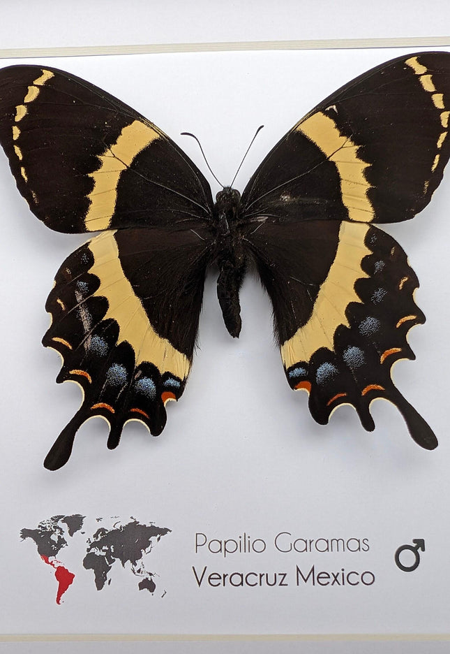 Framed magnificent swallowtail butterfly: veracruz mexico, 8x8