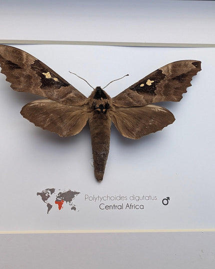 Framed African Moth, Lophostethus dumolinii, Ethically Sourced Entomology Taxidermy Gift