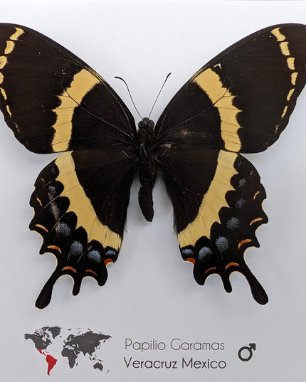 Framed magnificent swallowtail butterfly: veracruz mexico, 8x8