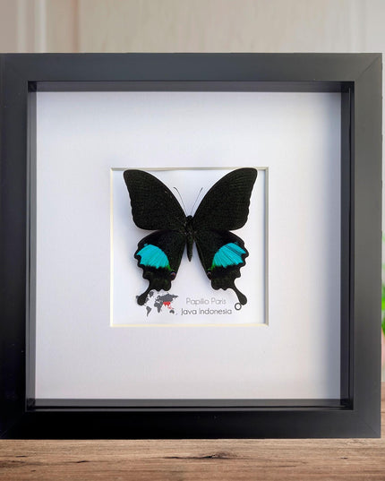 Framed Paris Peacock Butterfly, Taxidermy Entomology Display, 8x8 Frame